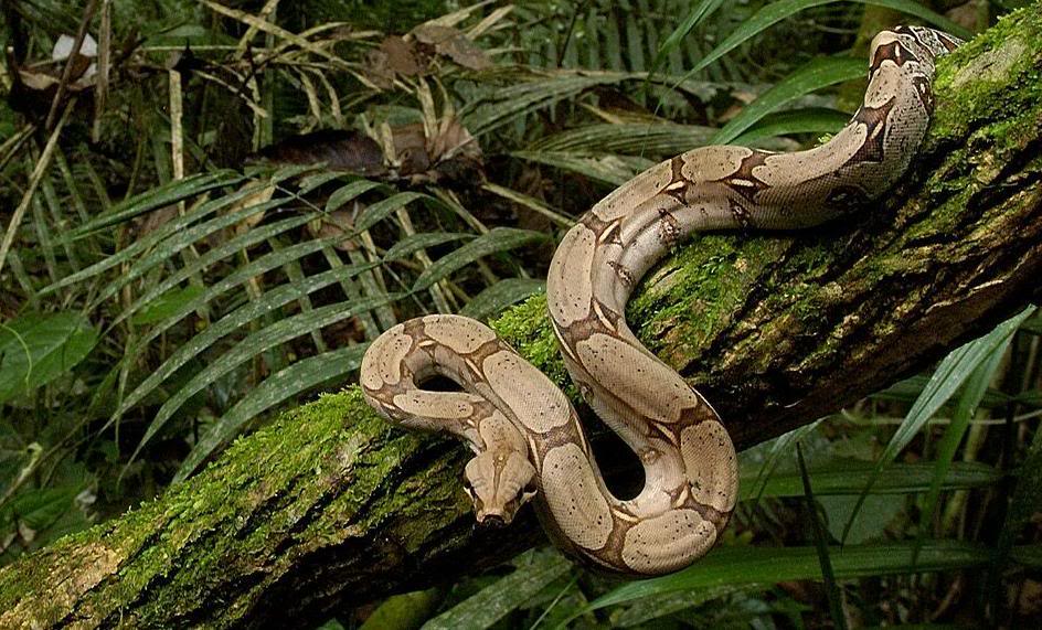 boa-constrictor-généralités-serpent-alimentation-maintenance-reproduction-caractère-comportement-NAC-détention-reptiles-animal-animaux-compagnie-animogen-3